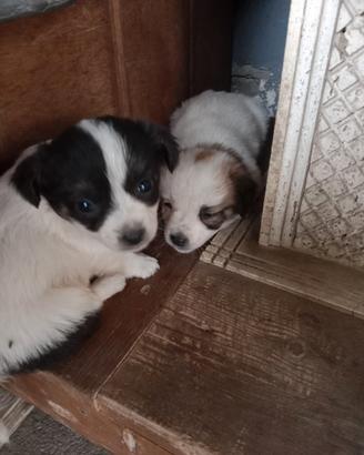 Cuccioli meticcio