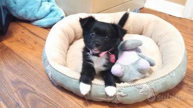 Cane piccola taglia