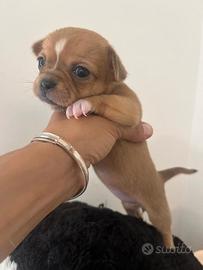 Chihuahua cuccioli