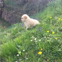 Cucciolo di Golden retriever