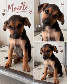 Cucciole di taglia media piccola 