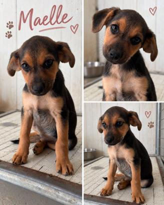 Cucciole di taglia media piccola 