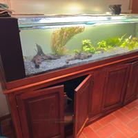 Acquario da 2 metri allestiro tropicale