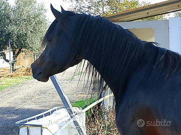 Cavalla Araba nera