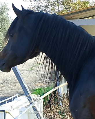 Cavalla Araba nera