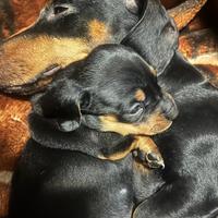 Cane bassotto