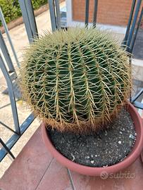 Cuscino della suocera