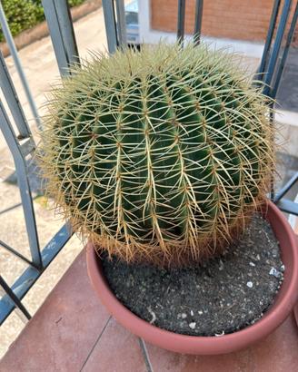 Cuscino della suocera
