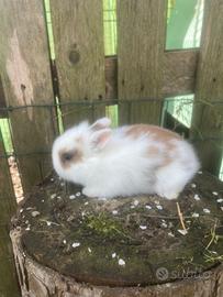 Conigli nani testa di leone