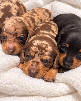 Cuccioli bassotto PEDIGREE ALLEVAMENTO
