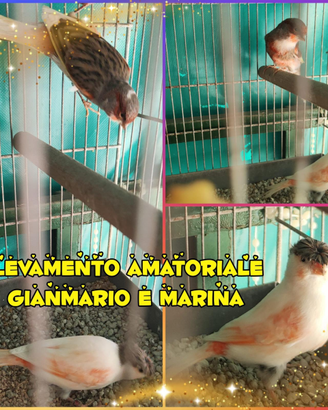 Canarini