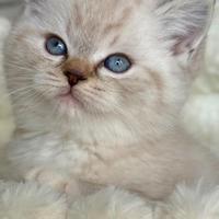 Gattino British Short Hair