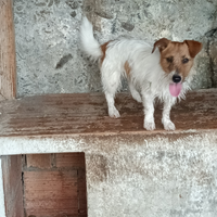 Jack russel
