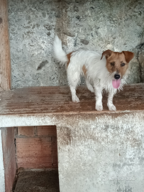 Jack russel