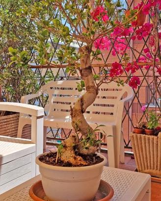 Alberello di Bonsai alto 1 metro