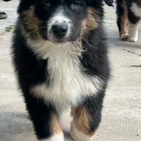 Cucciolo Pastore Australiano