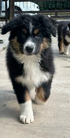 Cucciolo Pastore Australiano