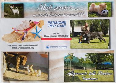 Allevamento con 30 box più 2500 metri di terra
