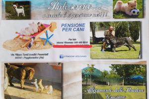 Allevamento con 30 box più 2500 metri di terra