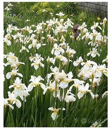 25 semi iris bianchi