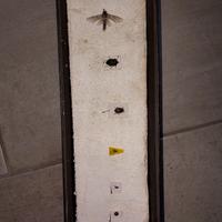 6 insetti autoctoni spillati