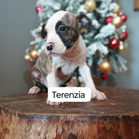 Cuccioli di amstaff