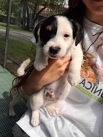Cuccioli di Jack Russell con Pedigree
