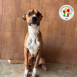 AGATINO che musino dolce