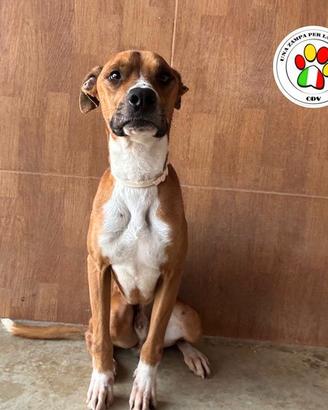 AGATINO che musino dolce