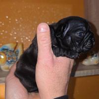 Bulldog Francesi Cuccioli