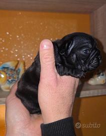 Bulldog Francesi Cuccioli