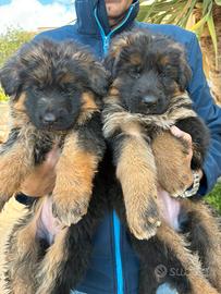 Pastore Tedesco a pelo lungo