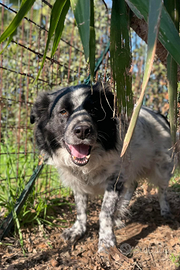 Cucciolone in adozione