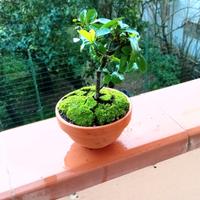mini bonsai di pyracantha 