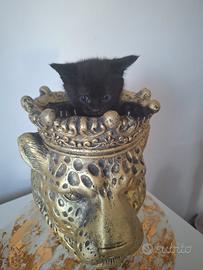 Gattino stupendo