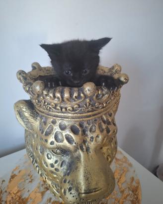 Gattino stupendo