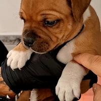 Staffordshire bull terrier
