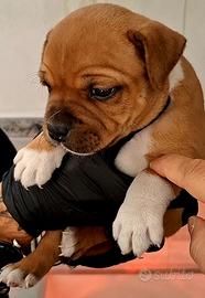 Staffordshire bull terrier