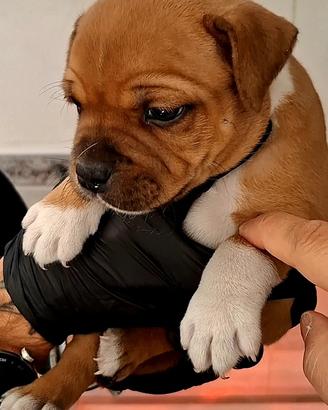 Staffordshire bull terrier