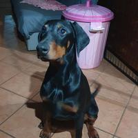 Dobermann cucciola