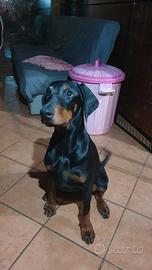 Dobermann cucciola