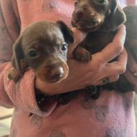 Cuccioli di bassotto nano chocolate