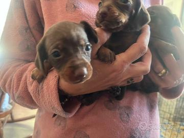 Cuccioli di bassotto nano chocolate