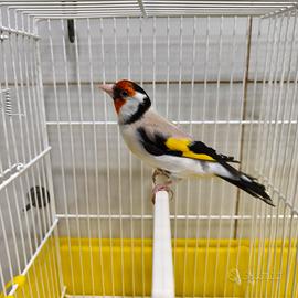 cardellino mayor 