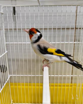 cardellino mayor 