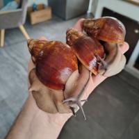 Archachatina ventricosa Ghana standard body F4