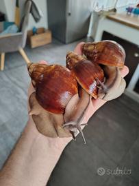 Archachatina ventricosa Ghana standard body F4