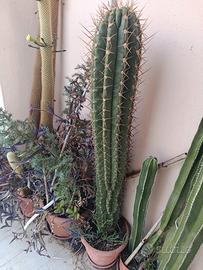cactus giganti di oltre 15 anni 