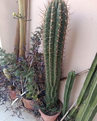 cactus giganti di oltre 15 anni 
