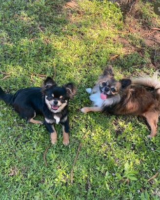 Chihuahua a pelo lungo